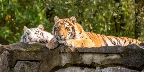 Год Тигра Картинки группа тигров, лежащих на скале