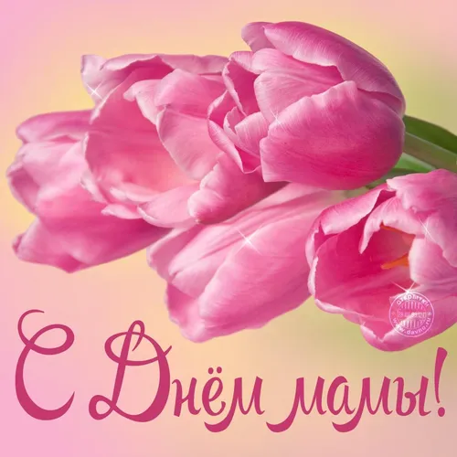 День Матери Картинки розовая роза крупным планом
