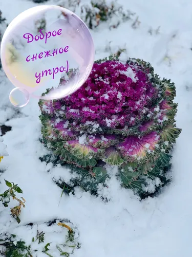 Доброе Снежное Утро Картинки букет цветов