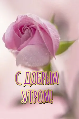 Доброе Снежное Утро Картинки розовая роза в стеклянной вазе