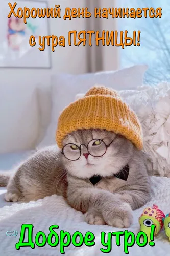 Доброе Утро Пятница Картинки кошка в очках
