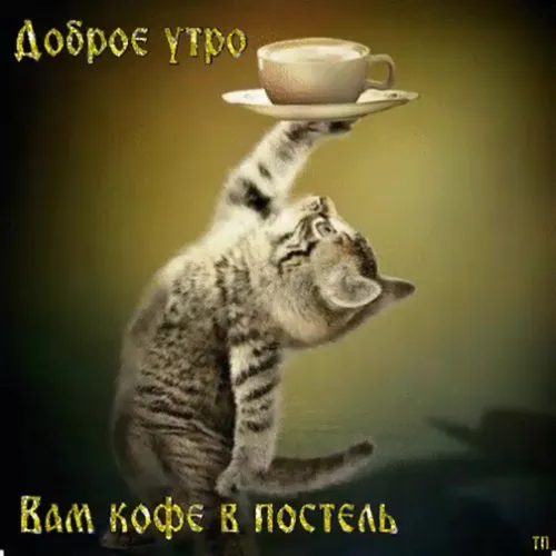 Доброе Утро Пятница Картинки кошка с чашкой на голове