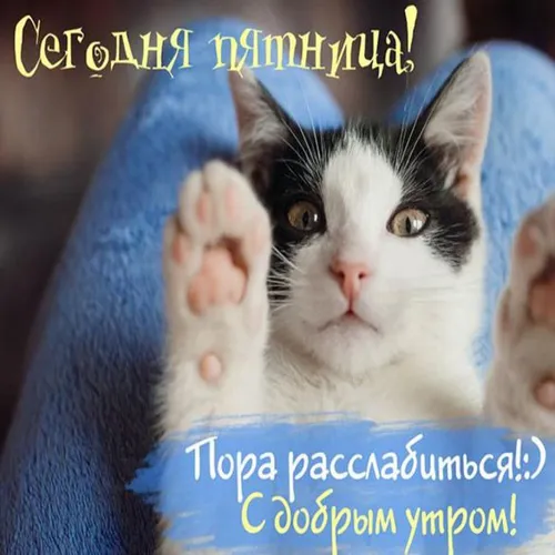 Картинка Позитивная С Добрым Утром Картинки кошка с поднятой лапой