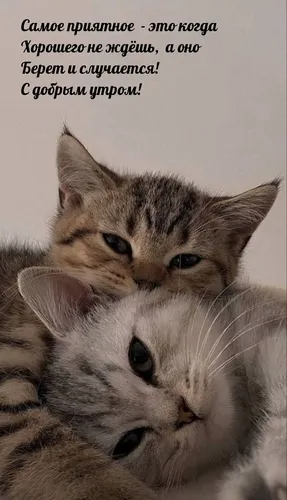 Картинка Позитивная С Добрым Утром Картинки кошка и котенок