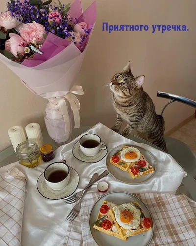 Картинка Позитивная С Добрым Утром Картинки кошка сидит на стуле рядом со столом с едой