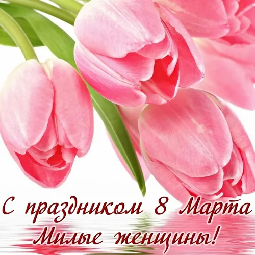 8 Марта Красивые Картинки розовый цветок крупным планом