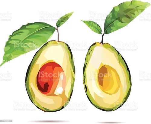 Авокадо Картинки рисунок