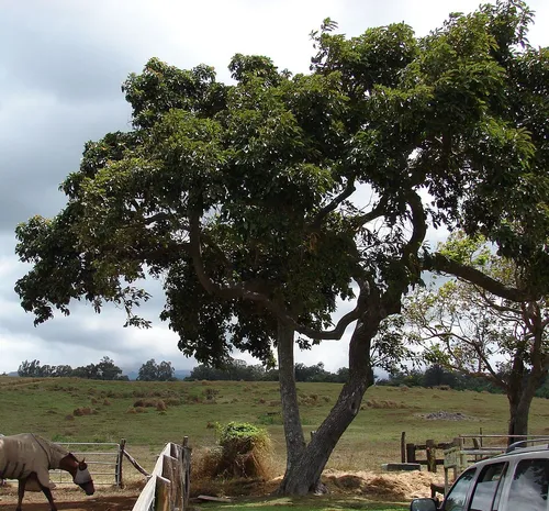 Авокадо Картинки лошадь, пасущаяся под деревом