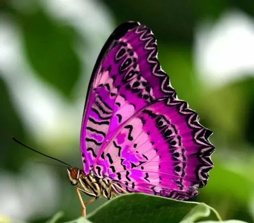 Бабочек Картинки бабочка на листе