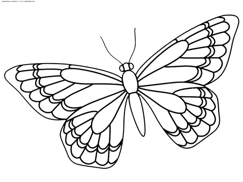 Бабочек Картинки диаграмма