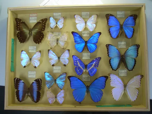 Бабочек Картинки группа бабочек на стене