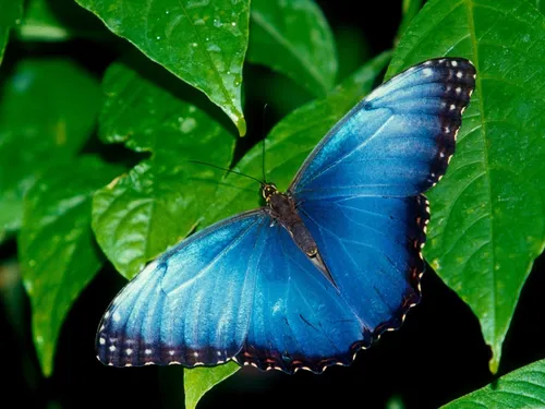 Бабочек Картинки голубая бабочка на листе