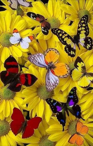 Бабочек Картинки фто на айфон