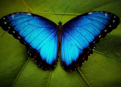 Бабочек Картинки сине-черная бабочка