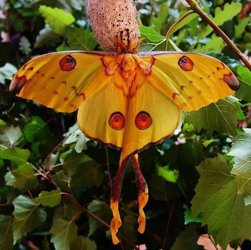 Бабочек Картинки бабочка на растении