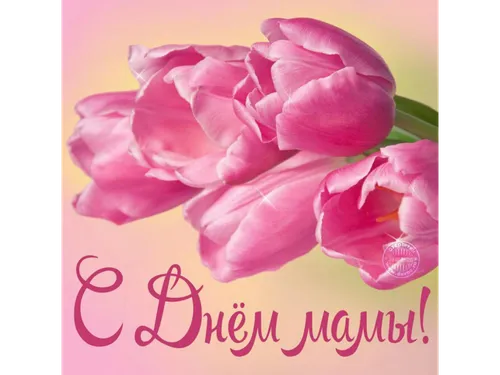 Ко Дню Матери Картинки розовая роза крупным планом