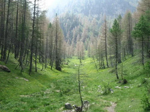 Леса Картинки травянистая местность с деревьями и горами на заднем плане