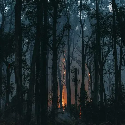 Леса Картинки лес с огнем