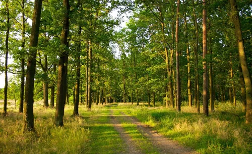Леса Картинки грунтовая дорога в лесу