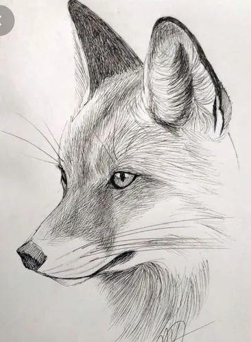 Лисы Картинки рисунок волка