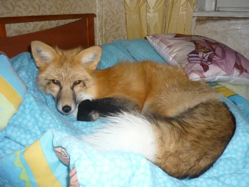 Лисы Картинки собака, лежащая на кровати