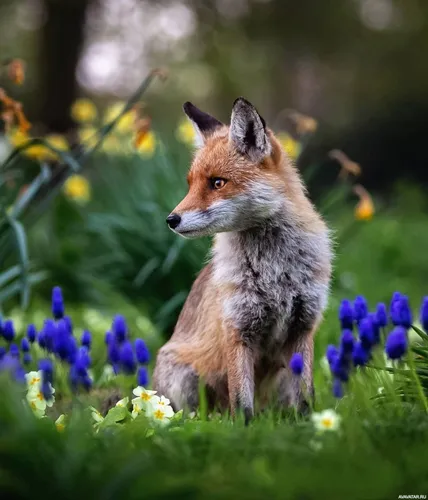 Лисы Картинки лиса сидит в цветочном поле