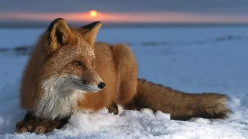 Лисы Картинки лиса, лежащая в снегу