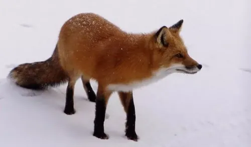 Лисы Картинки лиса, стоящая в снегу