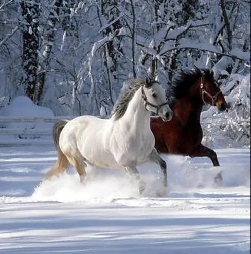 Лошадей Картинки лошади бегут по снегу