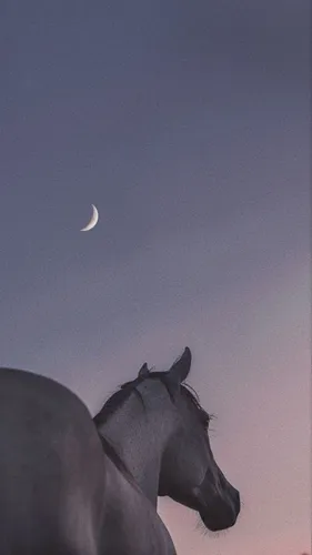 Лошадей Картинки луна в небе