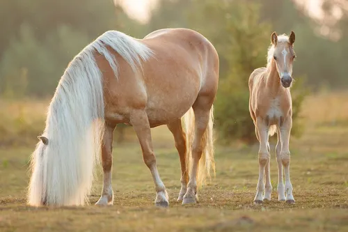 Лошадей Картинки пара лошадей, стоящих в поле