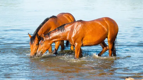 Лошадей Картинки лошади пьют воду в воде