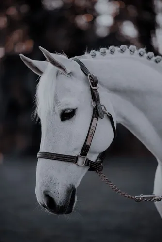 Лошадей Картинки белая лошадь с короной