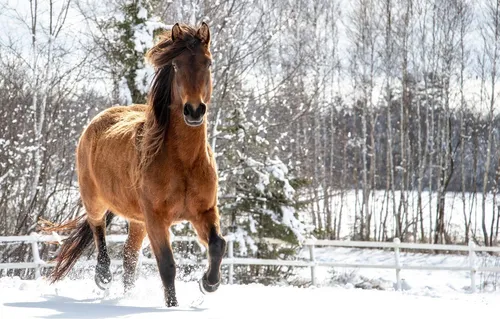 Лошадей Картинки лошадь бежит по снегу