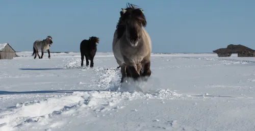 Лошадей Картинки группа лошадей, бегущих по снегу