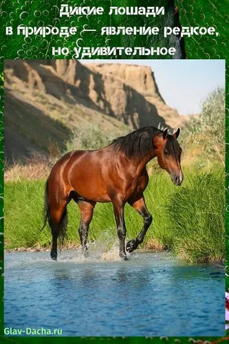 Лошадей Картинки лошадь, идущая по воде