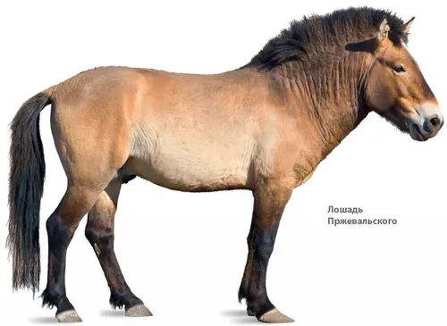 Лошадей Картинки коричневая лошадь на белом фоне