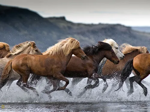Лошадей Картинки группа лошадей, бегущих по воде