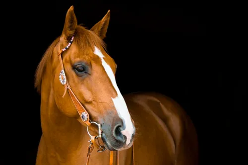 Лошадей Картинки коричневая лошадь с белым недоуздок