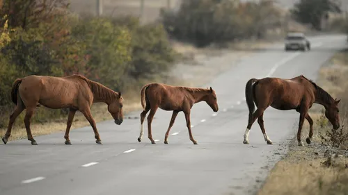 Лошадей Картинки группа лошадей, пересекающих дорогу