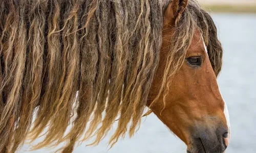 Лошадей Картинки коричневая лошадь с длинными волосами