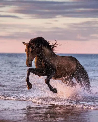 Лошадей Картинки лошадь, бегущая по воде