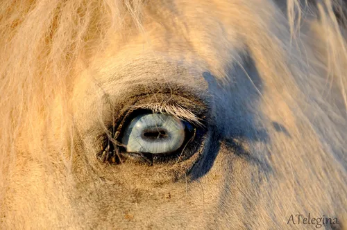 Лошадей Картинки крупный план глаза