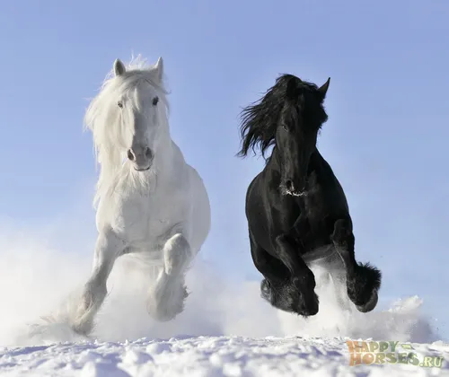 Лошадей Картинки пара лошадей, бегущих по снегу
