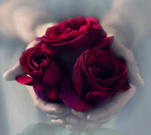 На Аву Красивые Картинки красная роза в стеклянной вазе