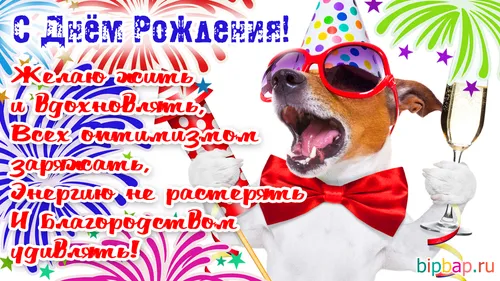 С Днем Рождения Мужчине Прикольные Картинки собака в солнцезащитных очках и шляпе
