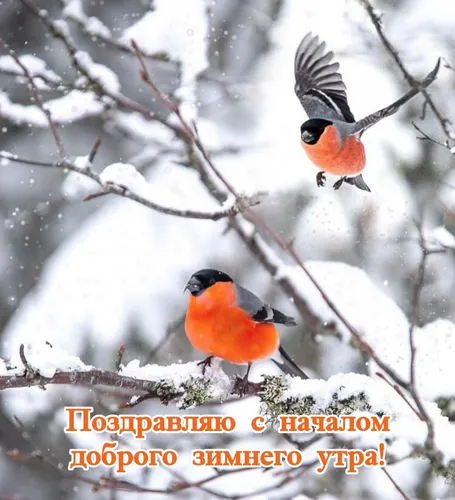 С Добрым Утром Зимние Картинки птицы на ветке дерева