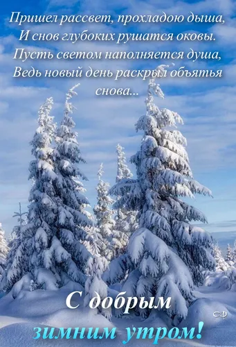 С Добрым Утром Зимние Картинки группа деревьев, покрытых снегом