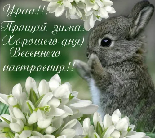 С Первым Днем Весны Картинки кролик, пахнущий белыми цветами