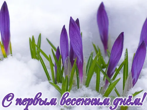С Первым Днем Весны Картинки группа фиолетовых цветов
